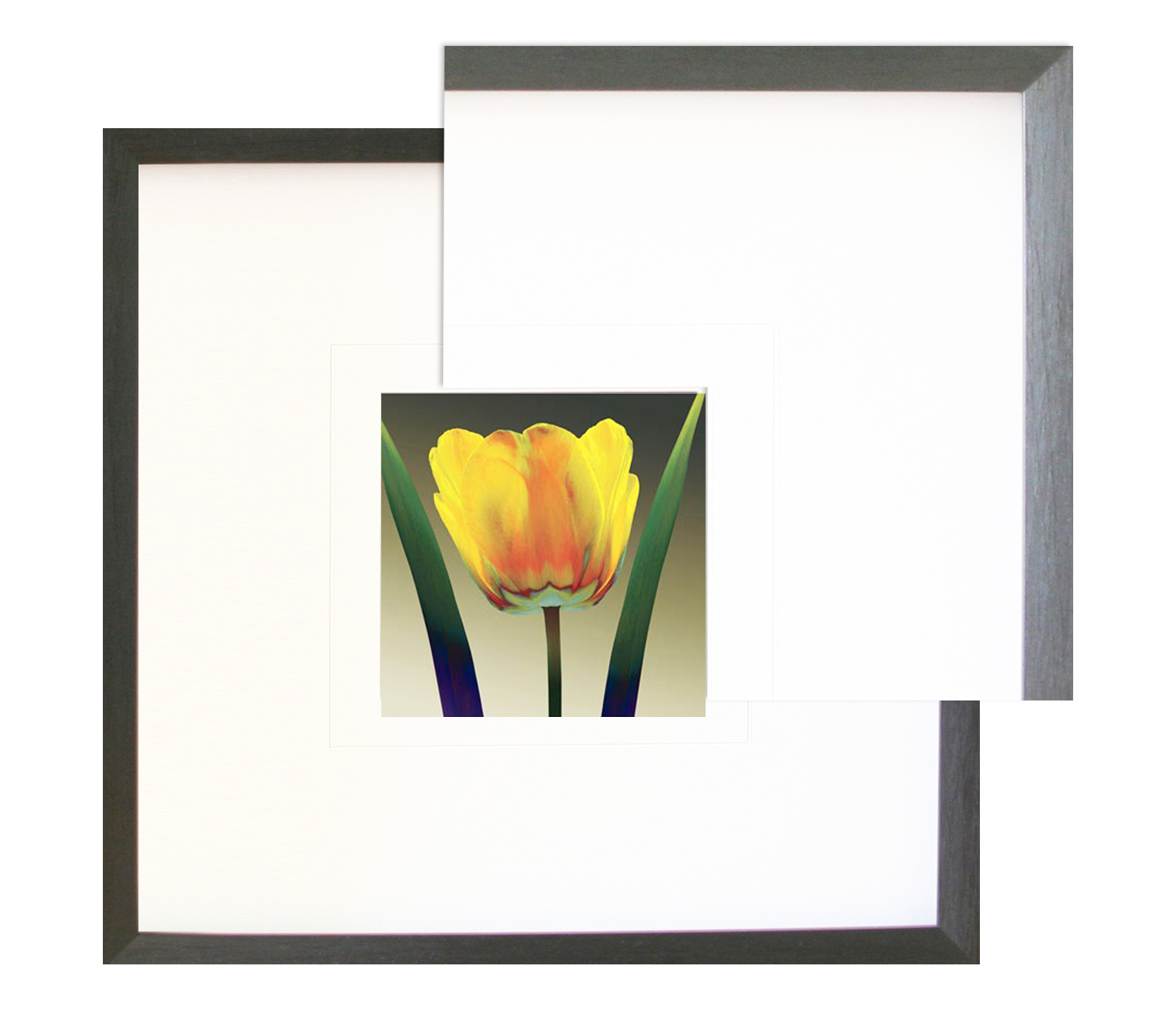 FP179 Wall décor art framed print floral black frame